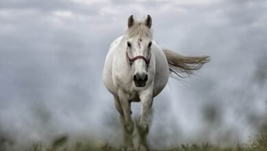 What does dreaming of a horse mean | Horse Dream